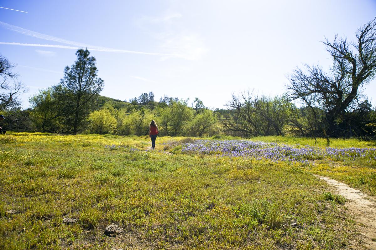 Wildflowers