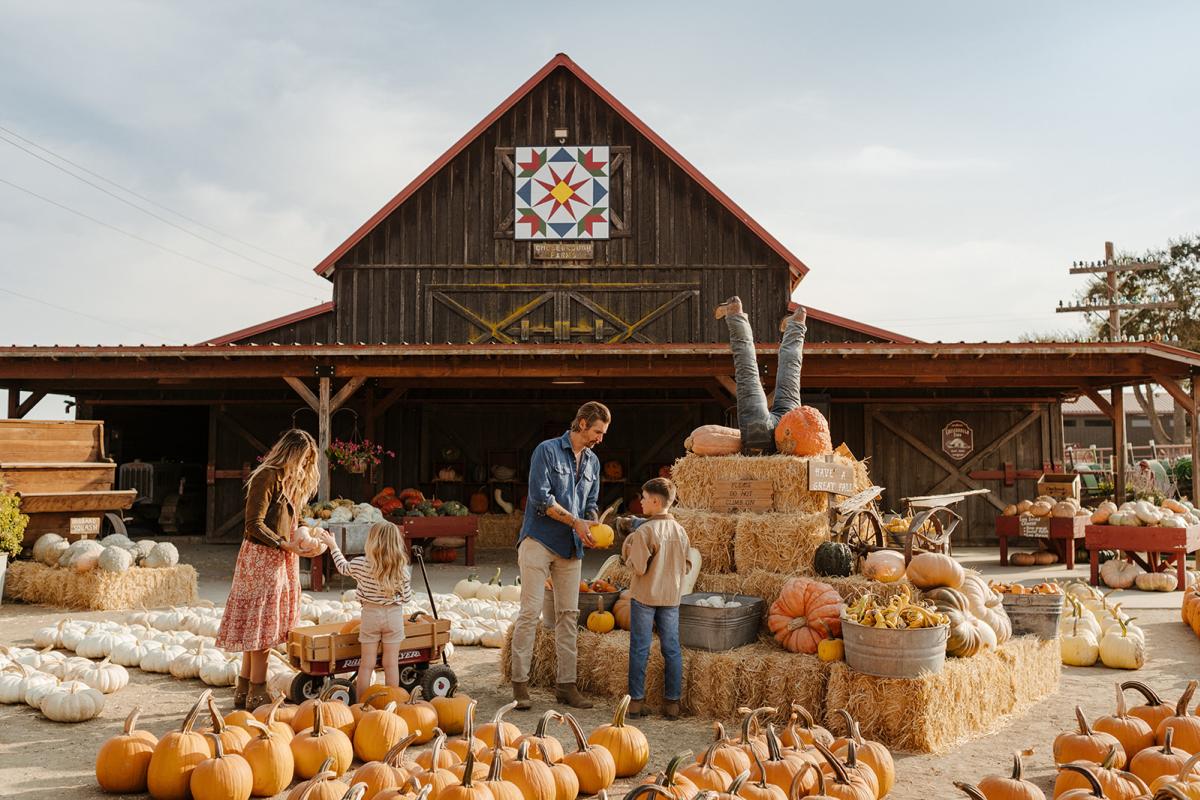 Family Picking Pumpkins at Local Farm