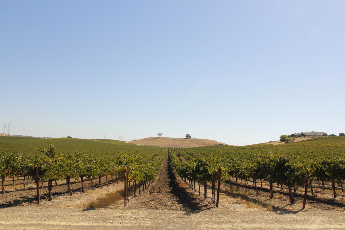 Paso Robles Vineyard