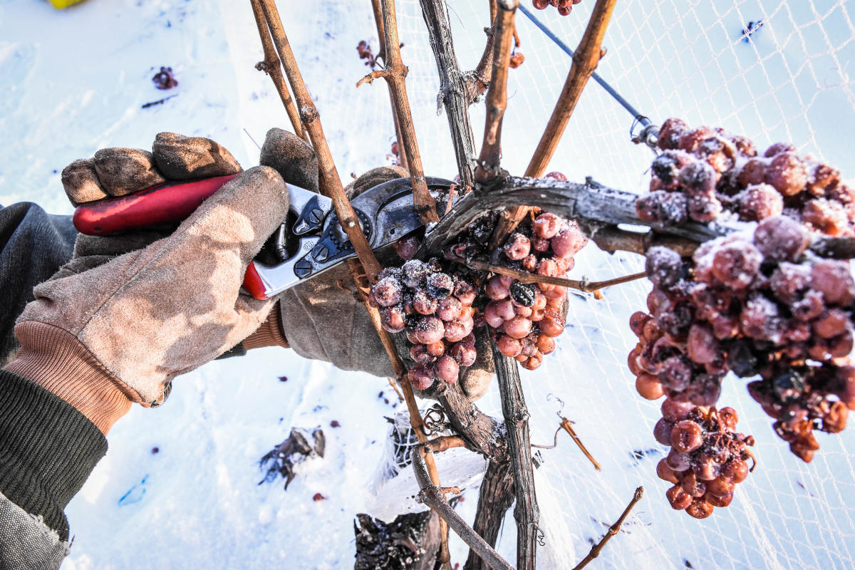 Snowy Grapes