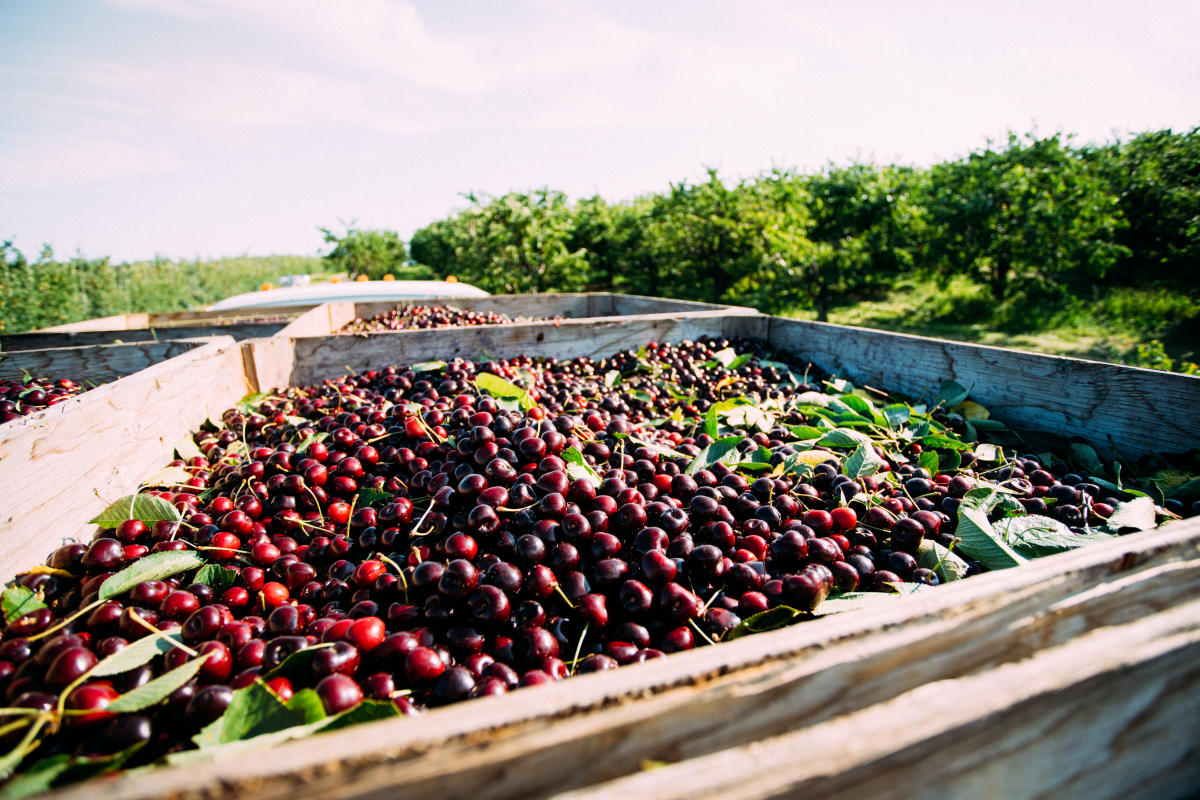 Cherries at King Orchards