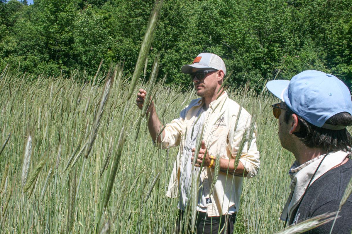 Rosen Rye grain