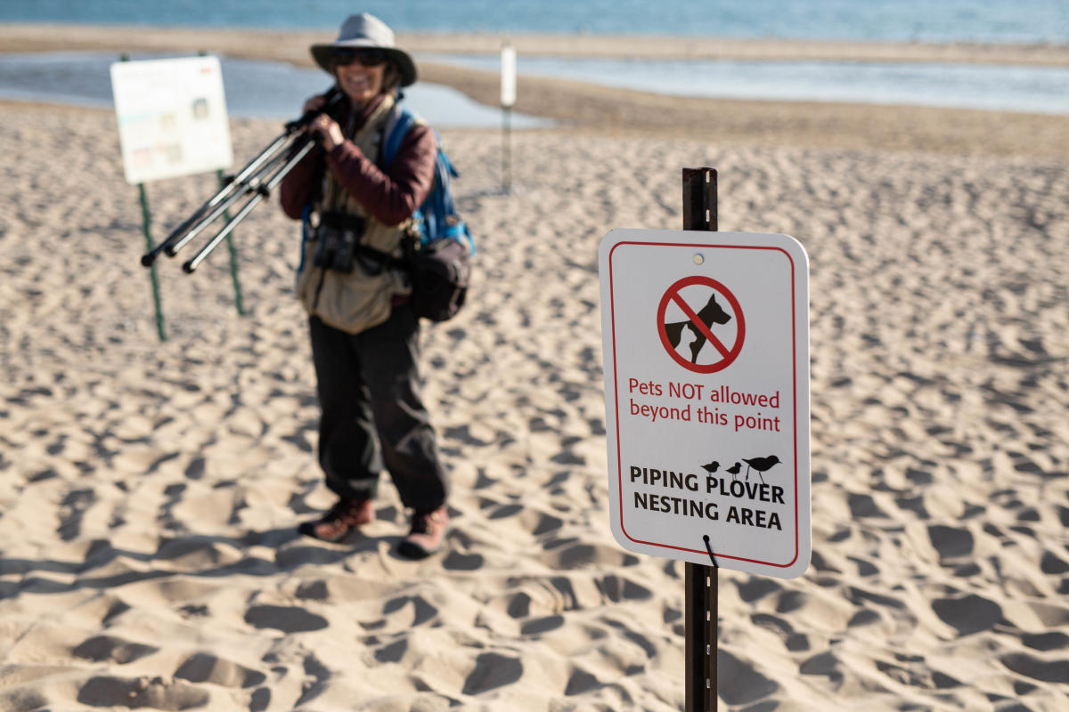 Piping Plover Protection