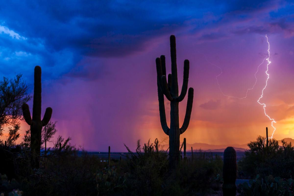 saguaros in the desert during a vibrant rainy sunset with lightning