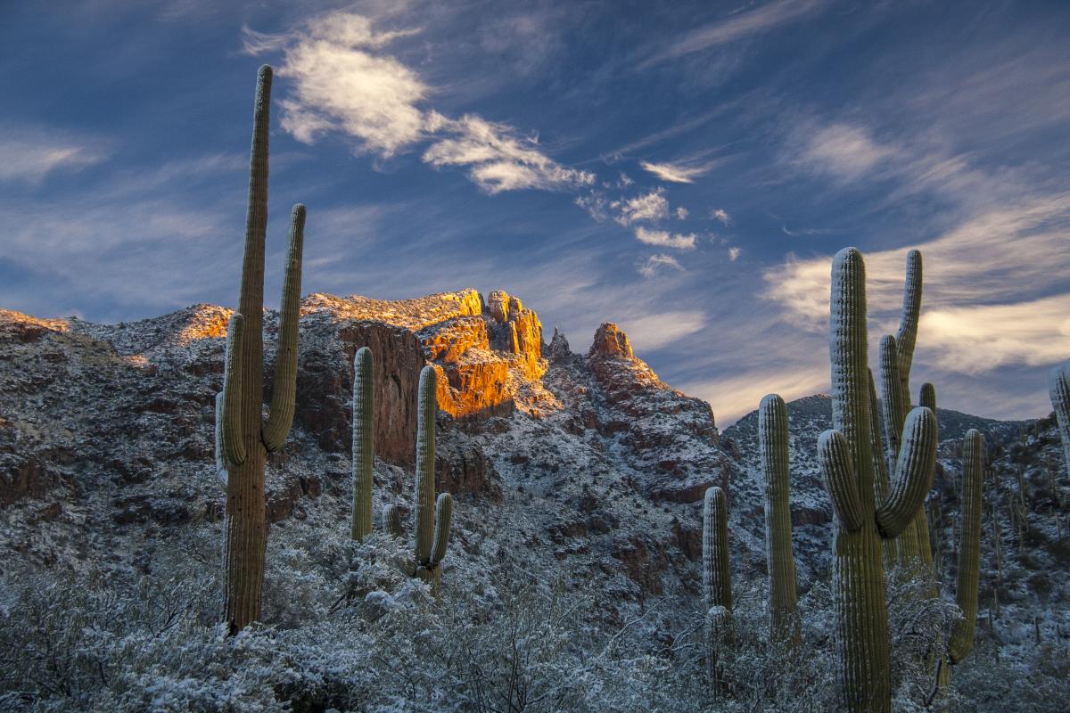 A snow-covered desert landscape. Saguaro Cacti and desert brush are cased in a light layer of snow with a snow-topped mountain in the background.