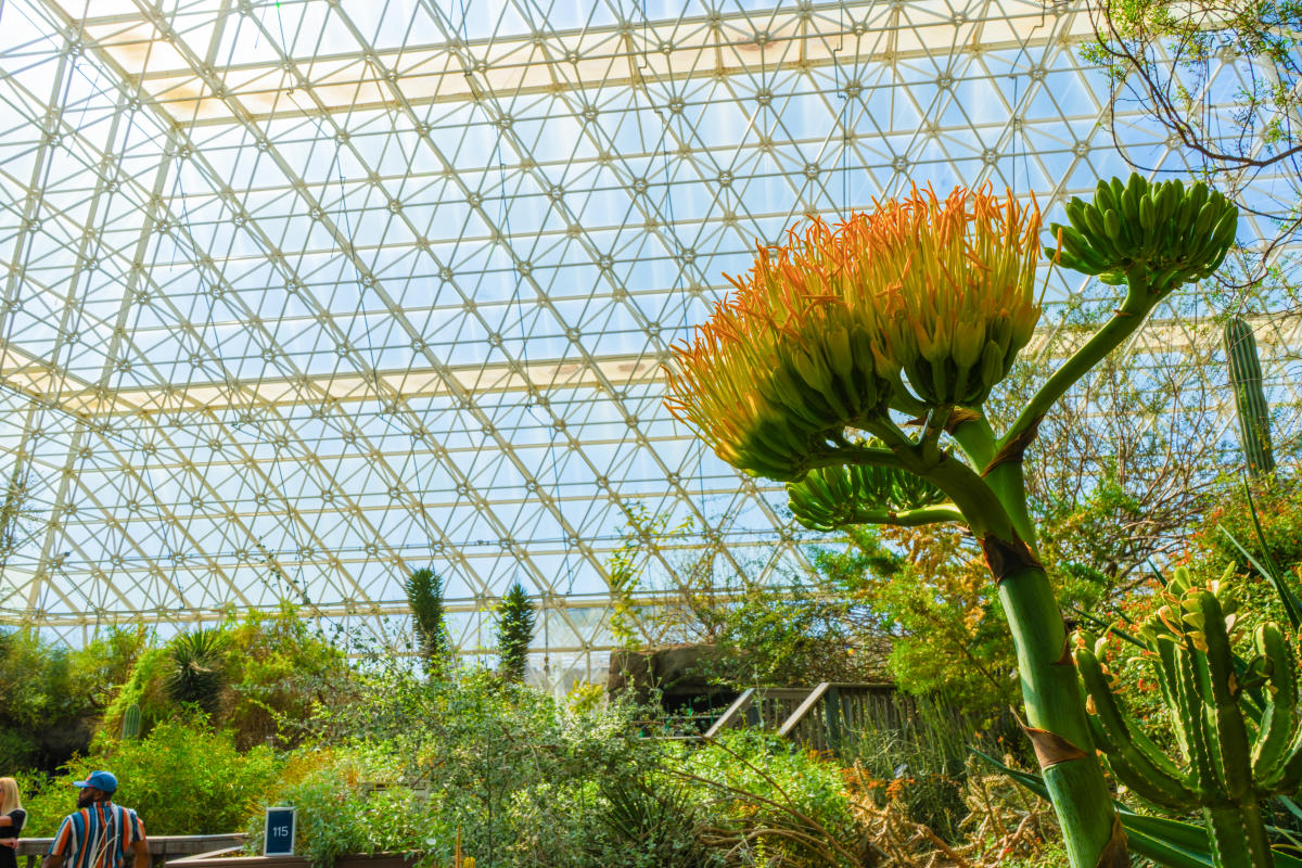 yellow blossom blooming among other bright green plants in the Biosphere 2