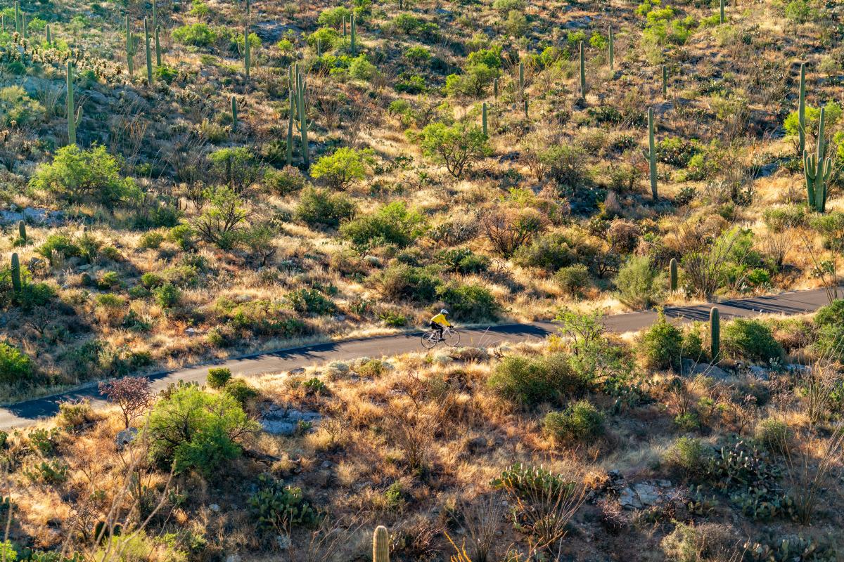 Saguaro National Park East