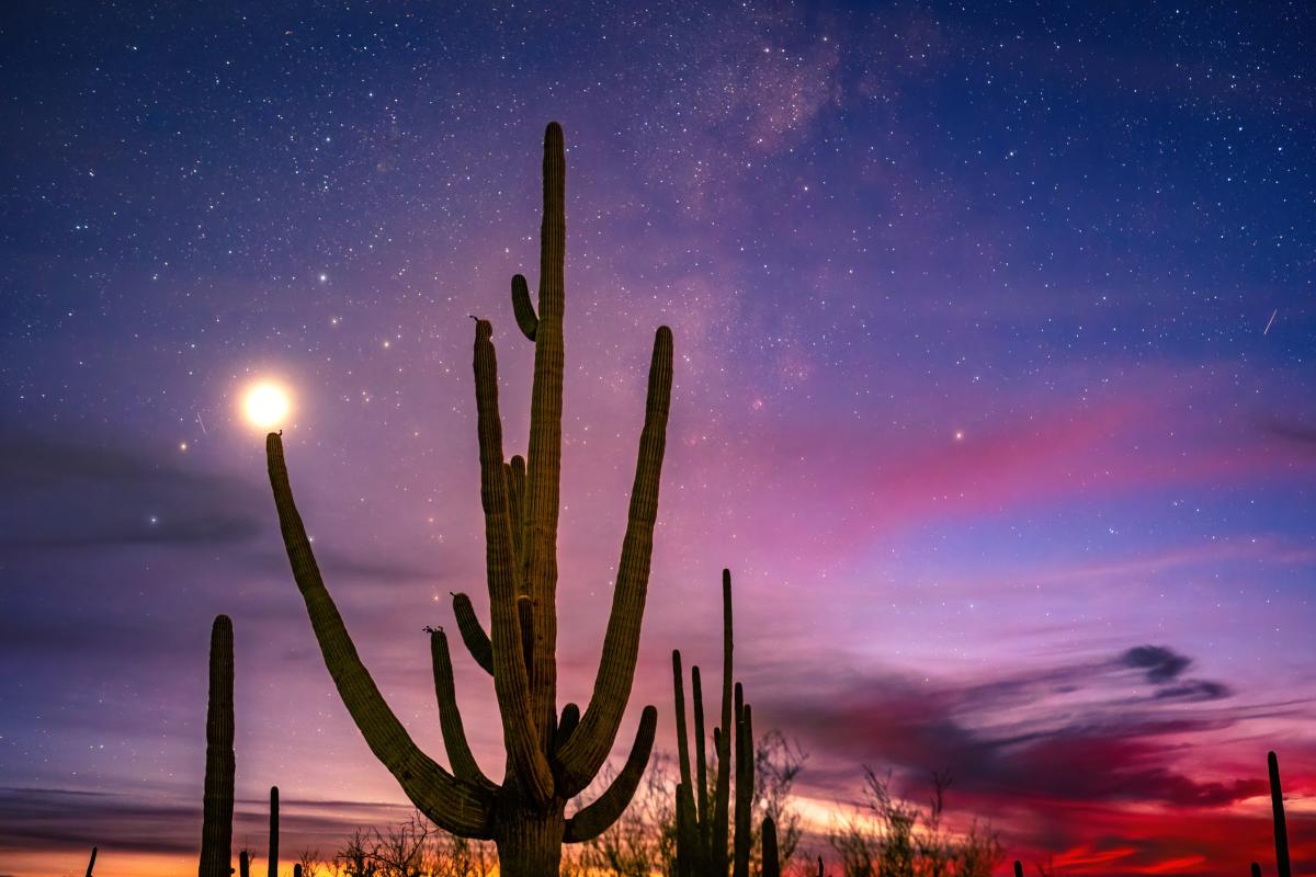 Desert Discovery Trail Saguaro National Park West