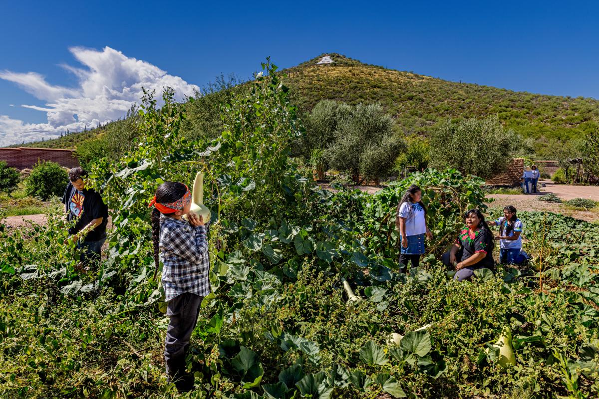 An indigenous family siiting and tending to a large patch of gourds. with one child holding a gourd up to his face. The 'A' on A mountain can be seen in the distance