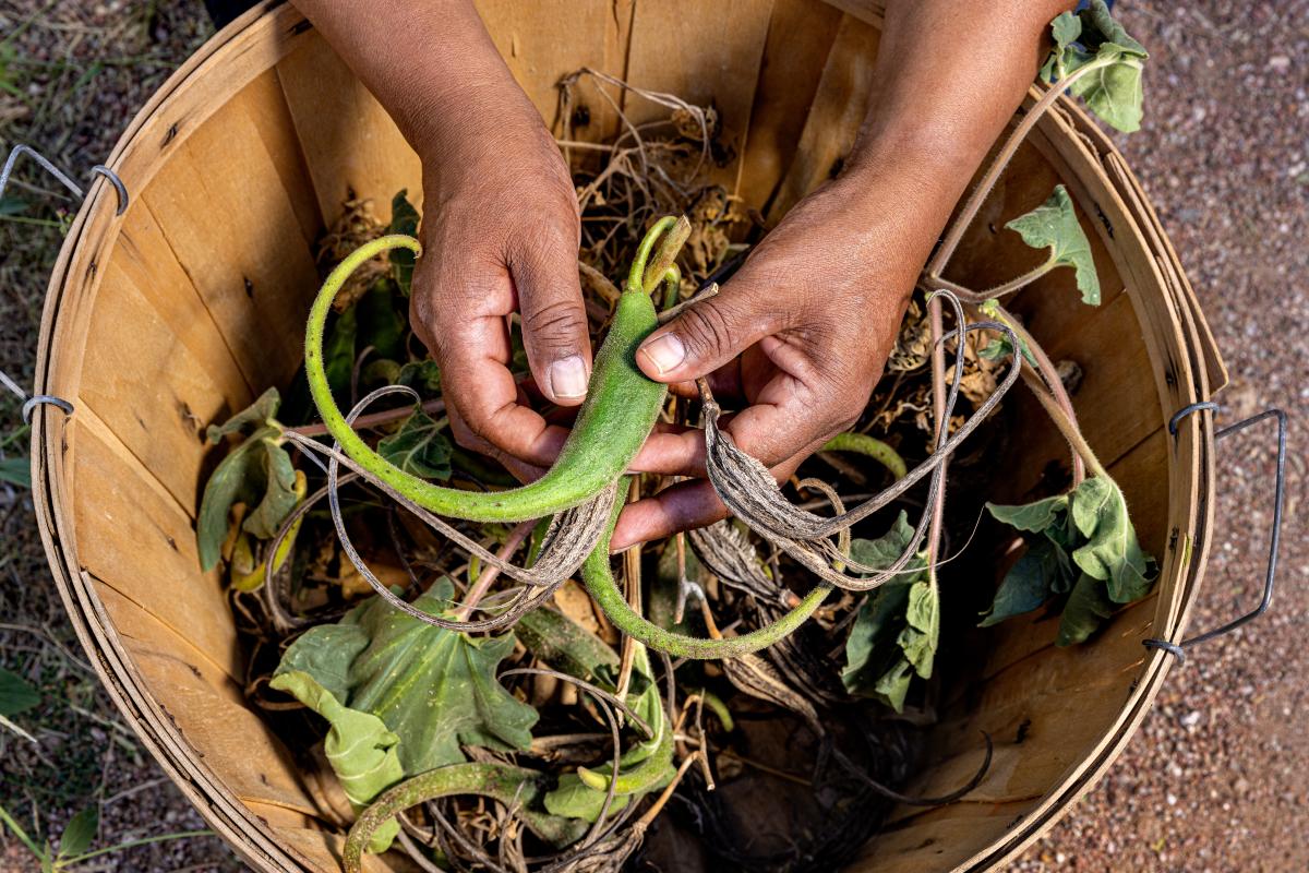 Photo of hands holding a green pepper-like hooked fruit called a Devils Claw, a Native American harvest at Mission Garden