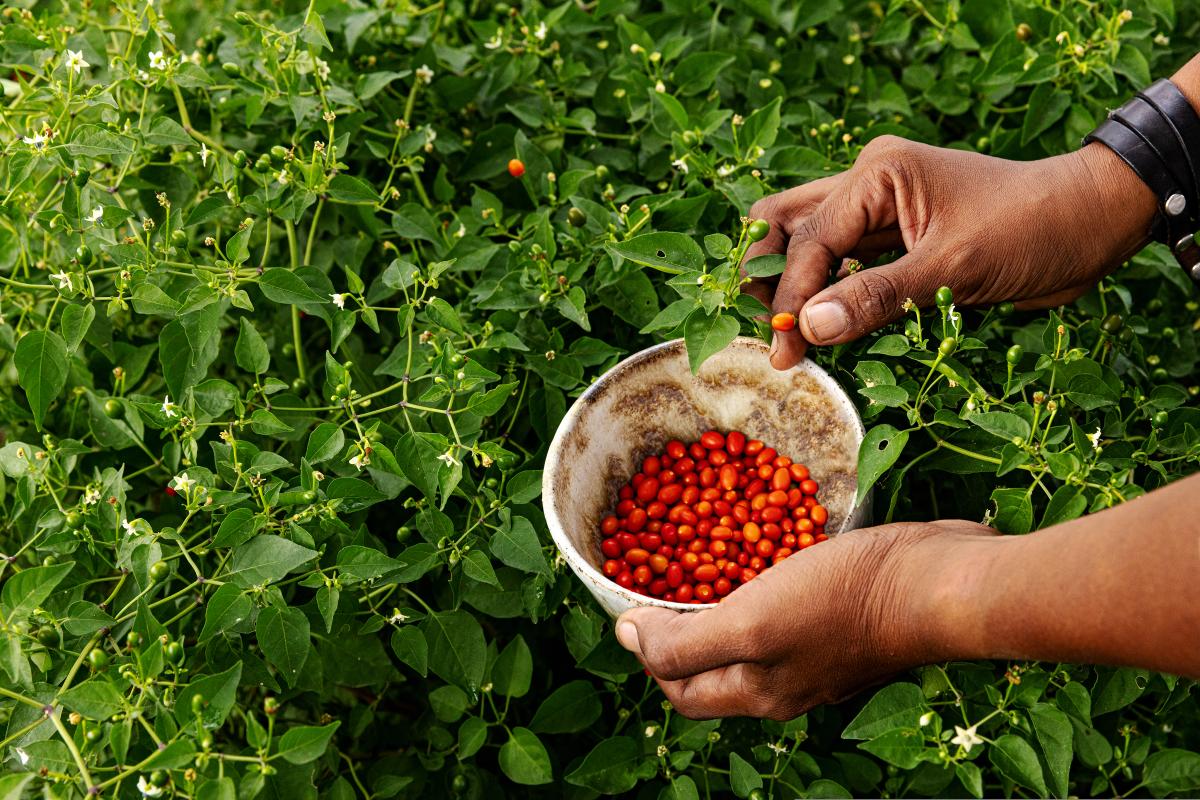 Hands reaching over bush putting Chiltepins into a basket