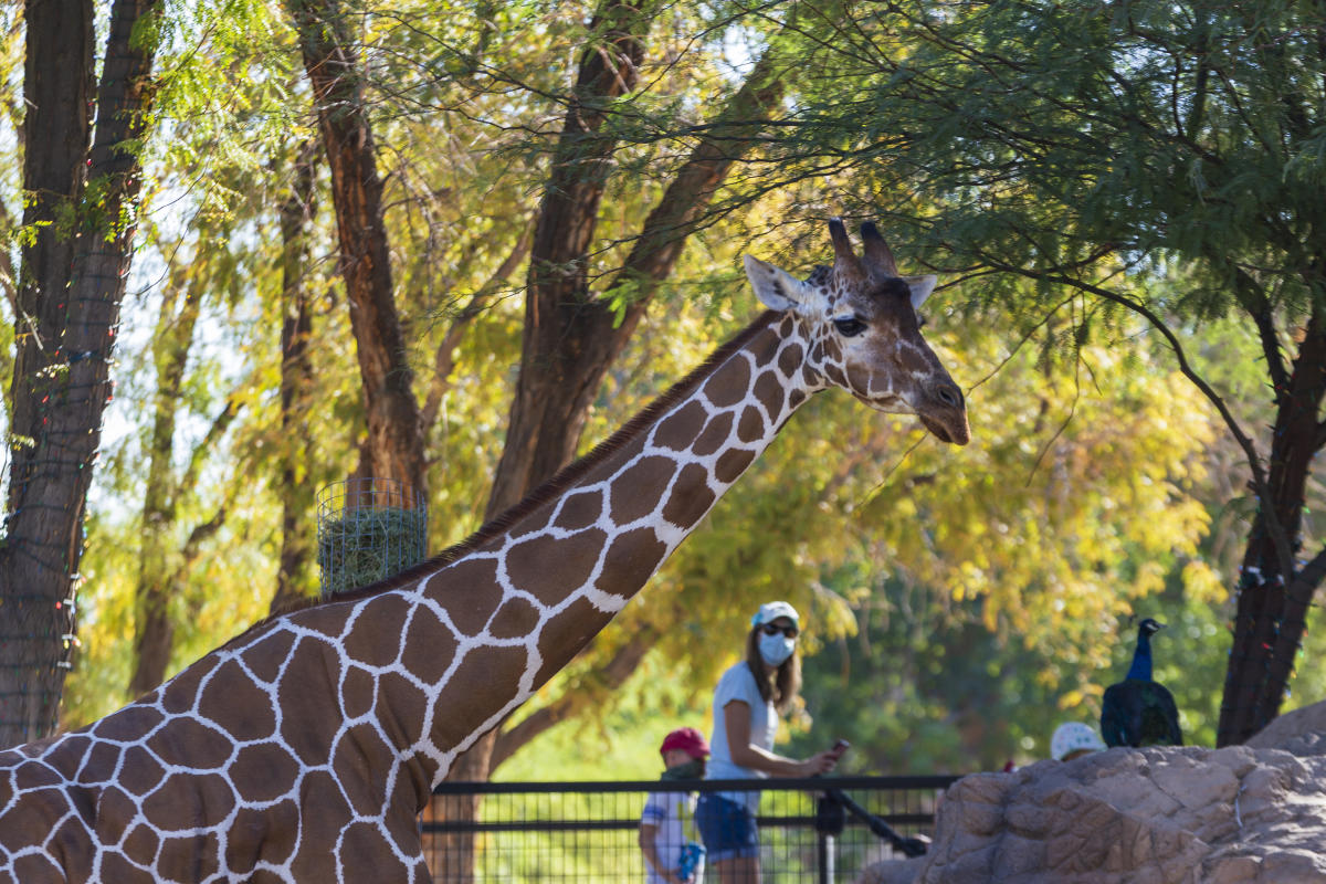 Giraffe at the Reid Park Zoo
