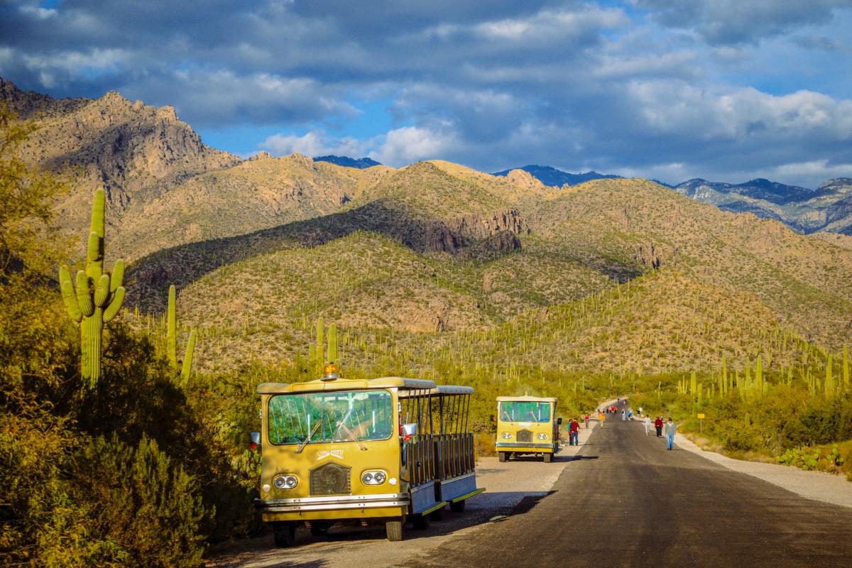 Yellow shuttles pulled aside on a paved road in Sabino Canyon