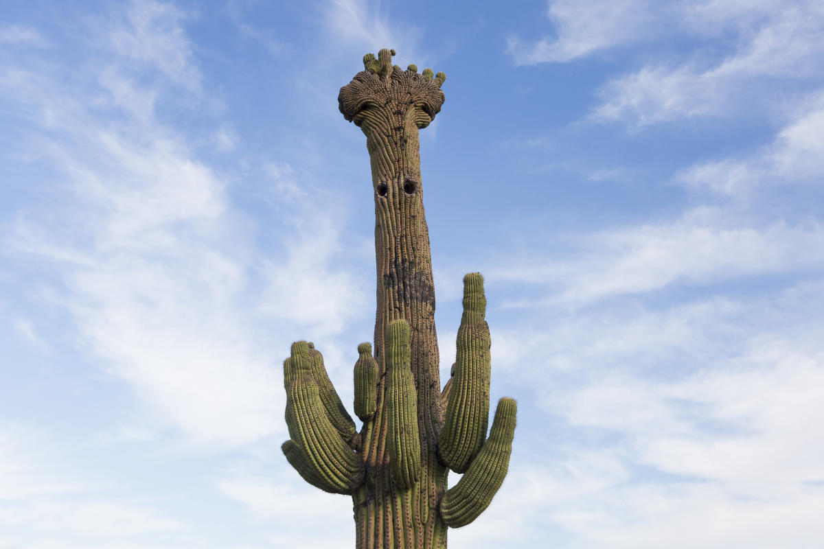 Photo of a tall saguaro cactus with a bunch of arms at the center of its core and two holes pocked into the base. A giant "crest" that looks like an exposed brain is formed at the top
