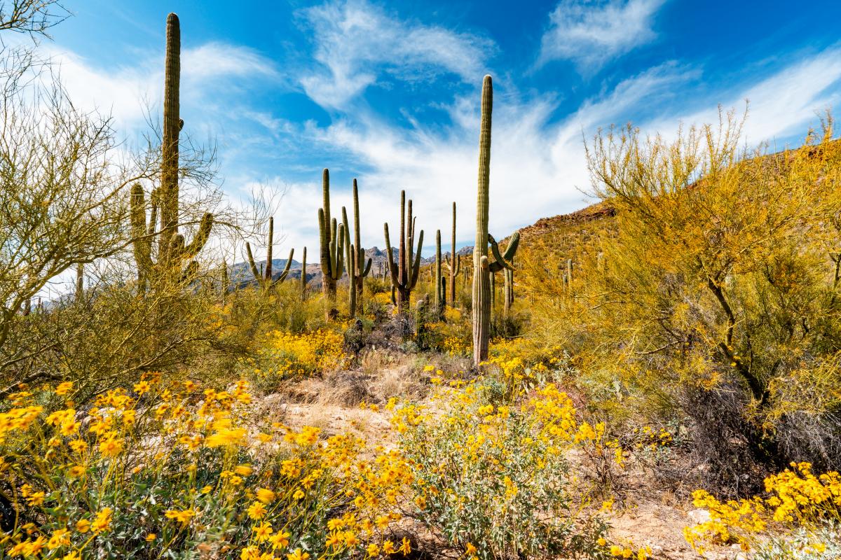 Cacti and yellow flowers blooming in the Sonoran Desert under a blue sky