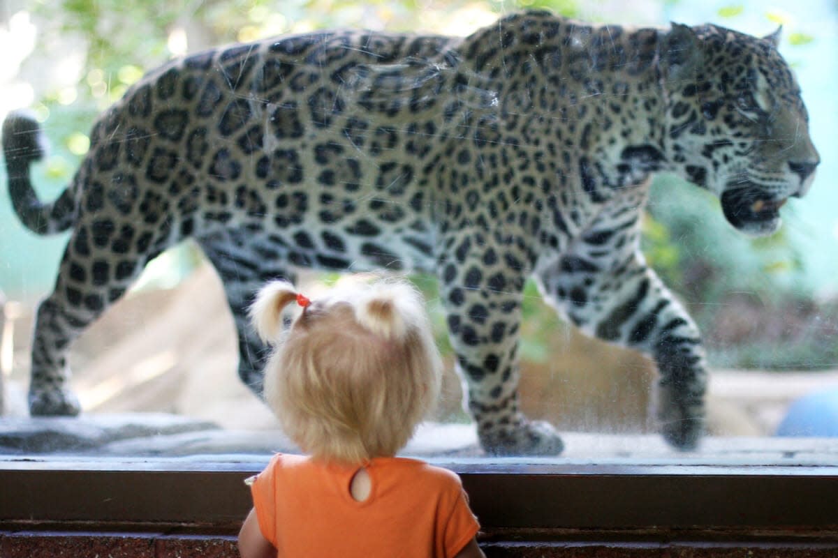 tulsa-zoo-girl-and-jaguar