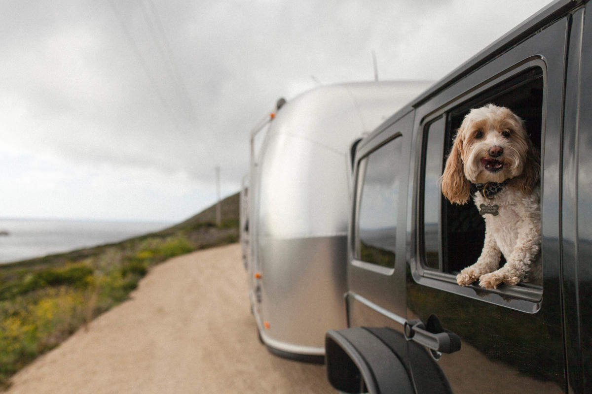 Jeep with dog hanging out the window pulling an airstream trailer