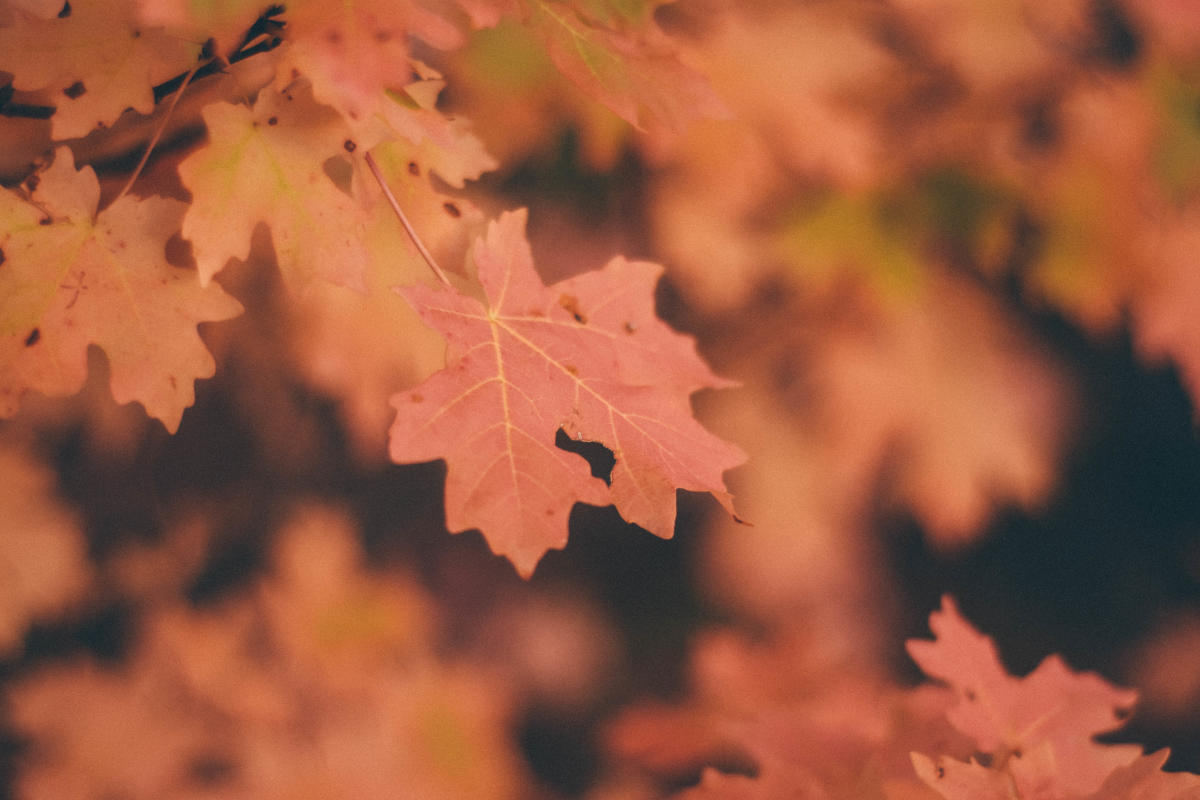 Fall Leaves