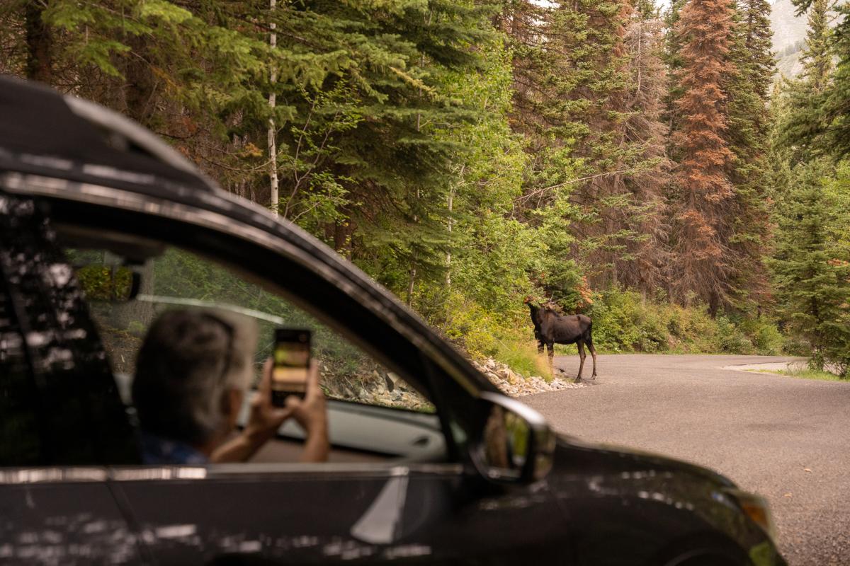 Alpine Loop Moose