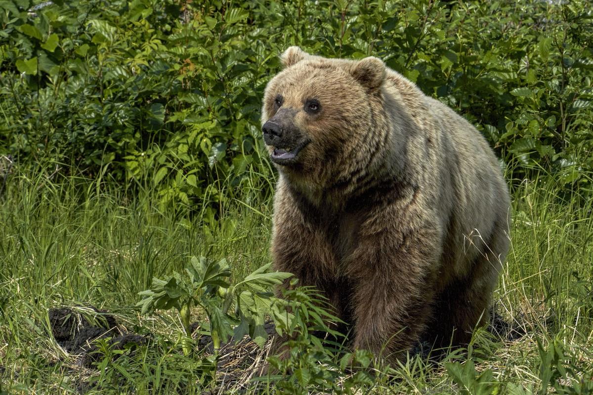 a mother bear rooting through plants