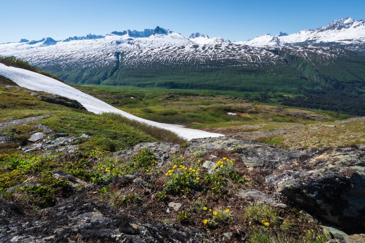 snow and wildflowers in a mountain pass