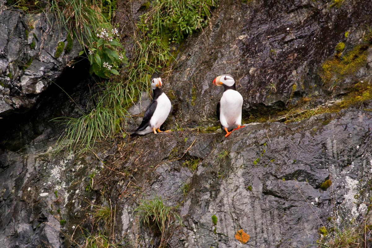 Two horned puffins on a rockface in Prince William Sound