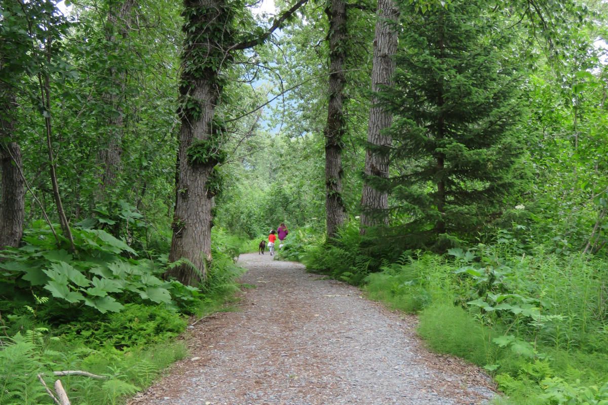 people walk along a forested trail