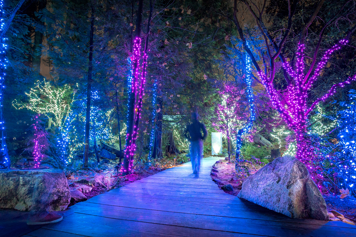 Capilano Canyon Lights