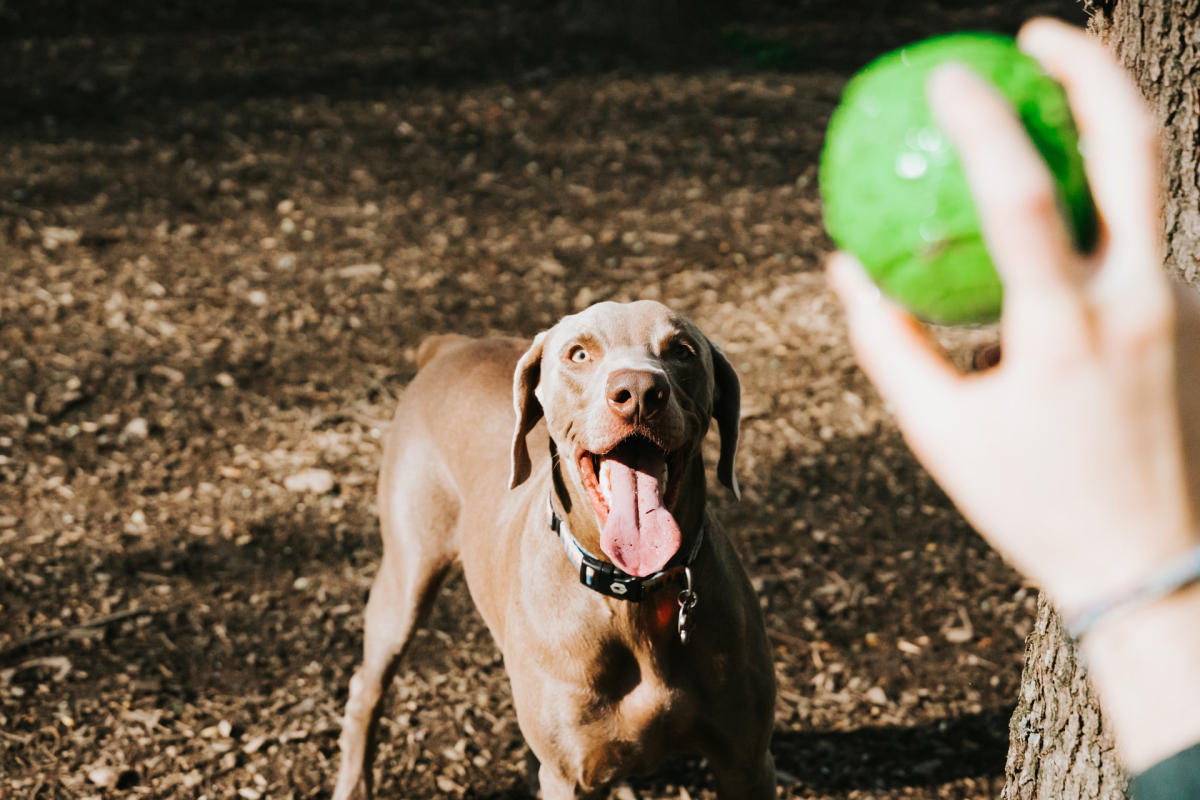 Dog playing ball