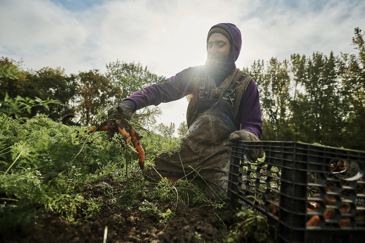 man picking farm to table fresh vegetables