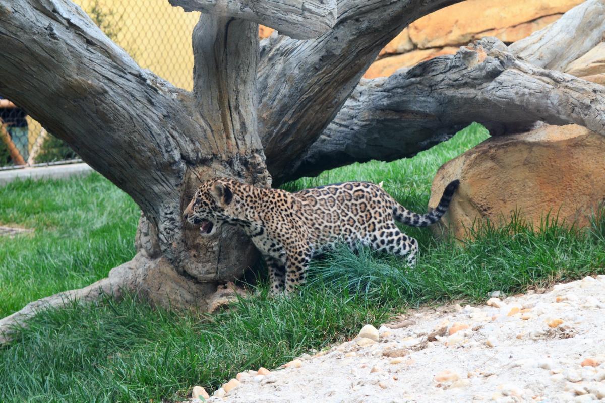 Elmwood Park Zoo Jaguar