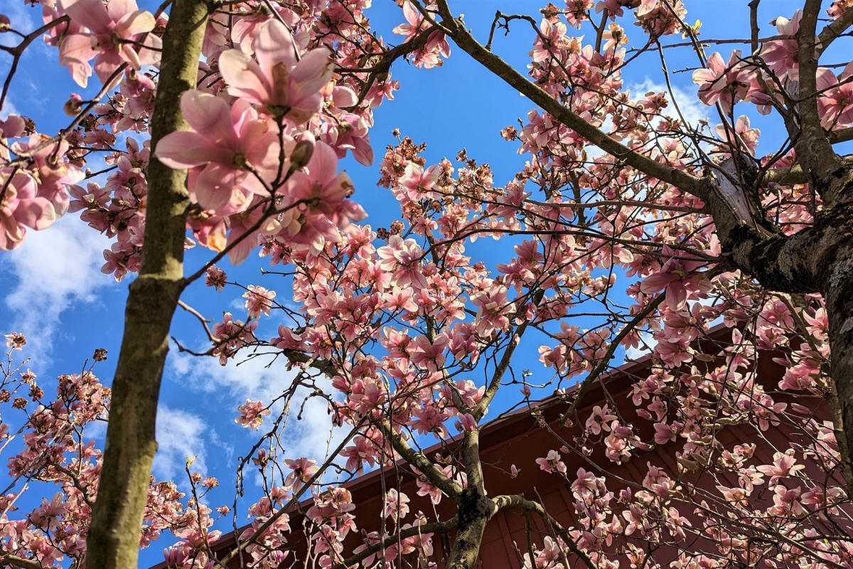 Flowering tree at the Ambler Arboretum