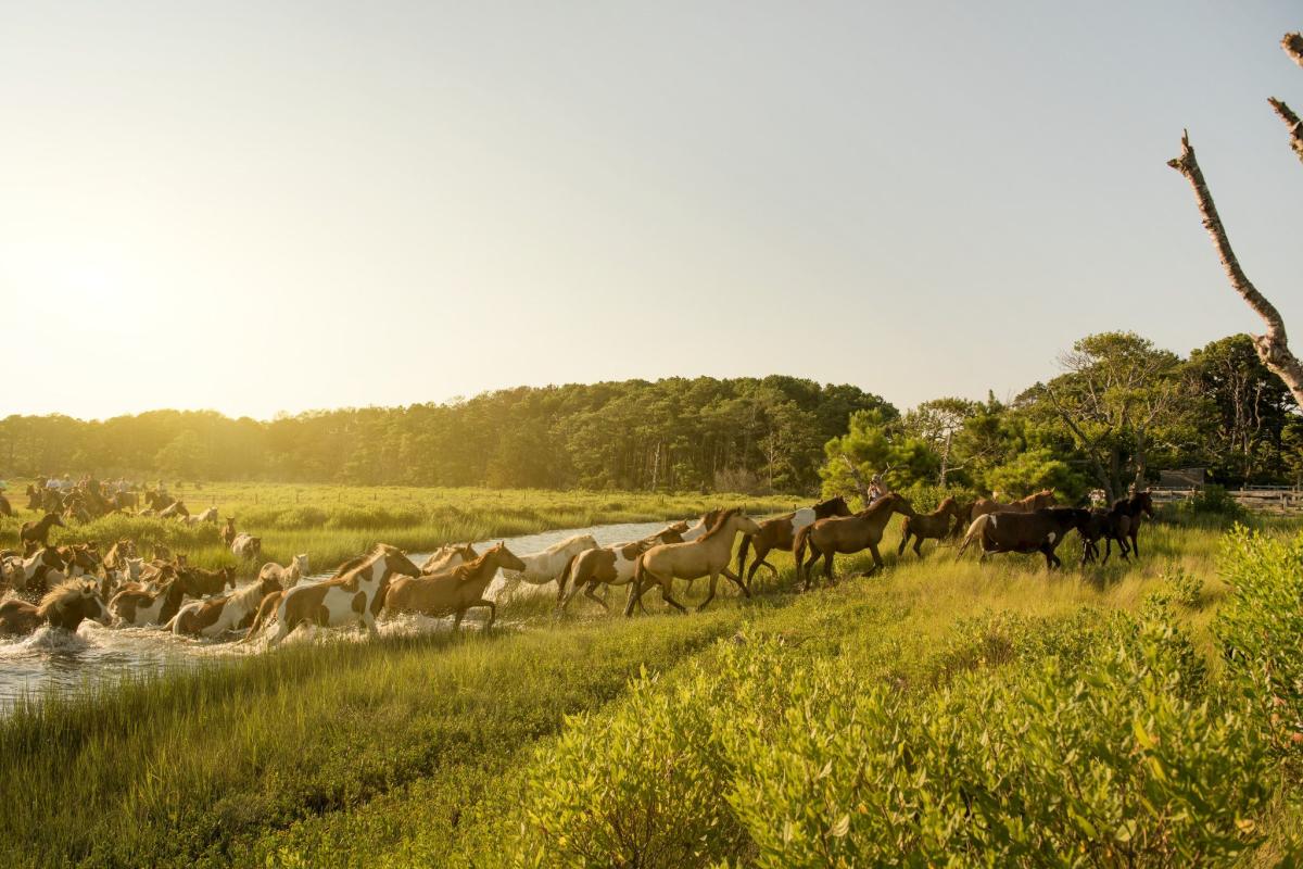 Chincoteague Pony Swim