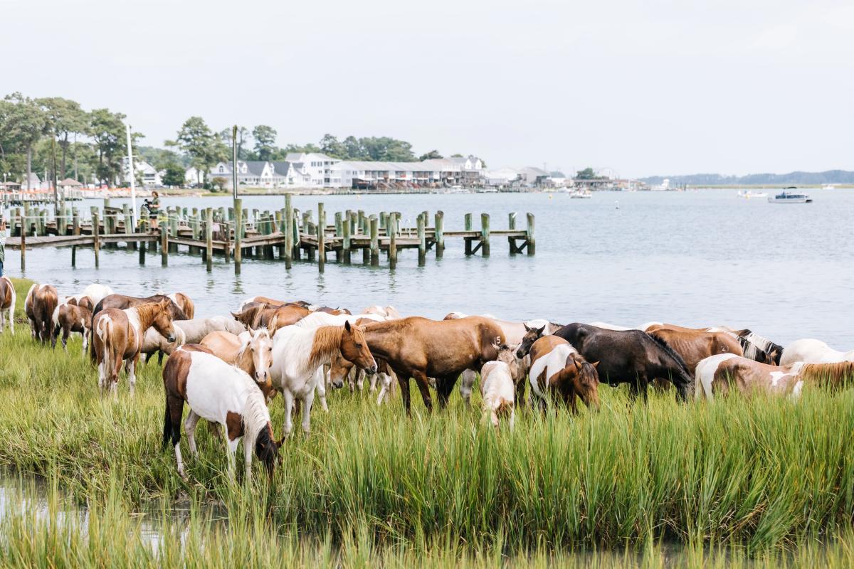 Chincoteague Pony Swim