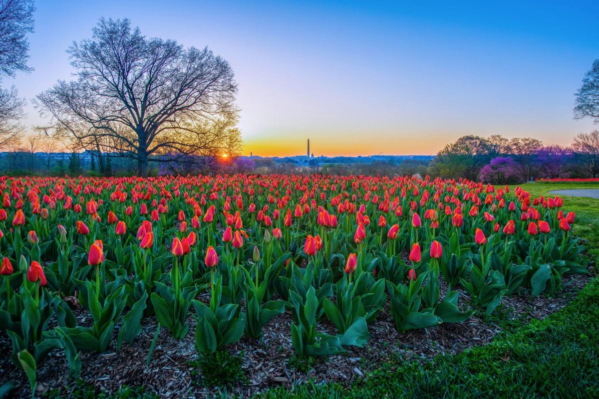 Sunrise over the tulips at Netherlands Carillon at Arlington National Cemetery