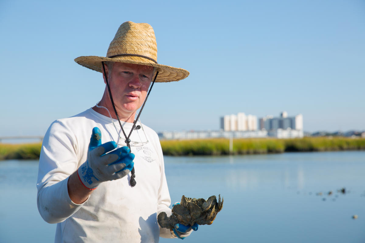 Pleasure House Oyster Farm