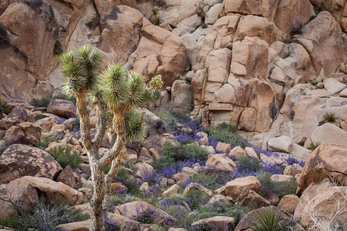 Spring Wildflowers Joshua Tree National Park California. Photo by NPS / Renata Harrison
