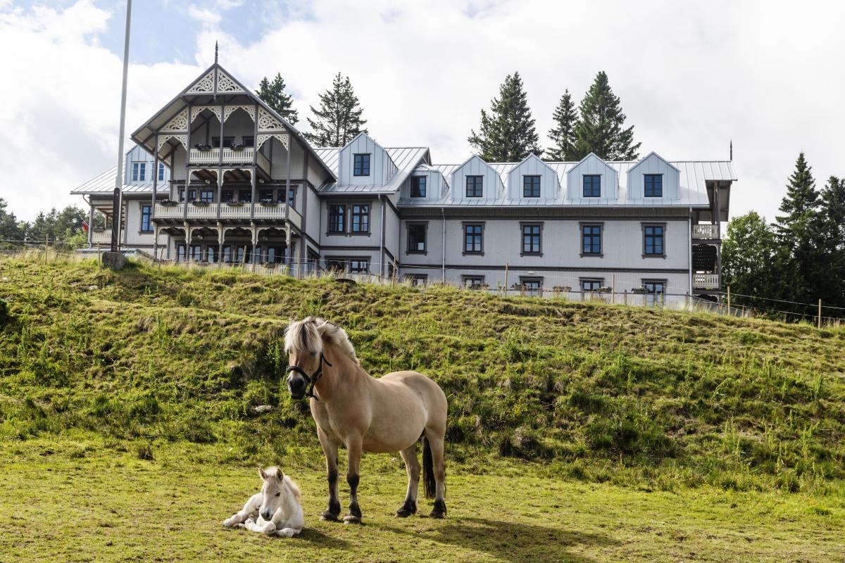 Hest og føll foran gårdshotellet - Eikerapen Gjestegard - Eikerapen i Åseral