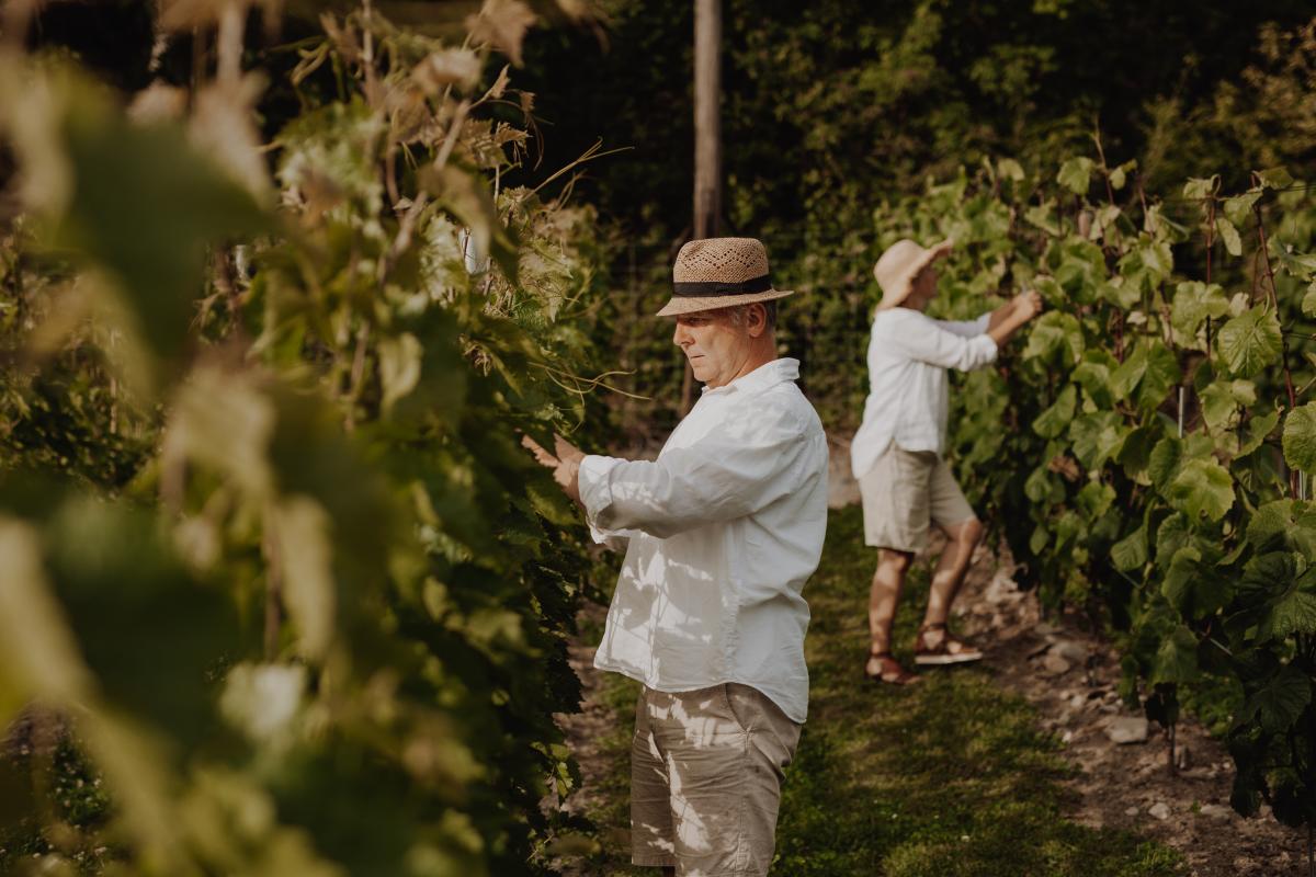 Drueplukking på Voie vin