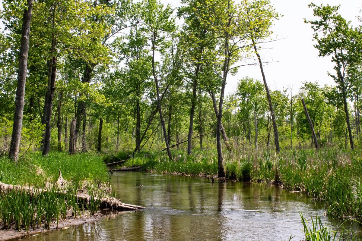 Meadowbrook Preserve