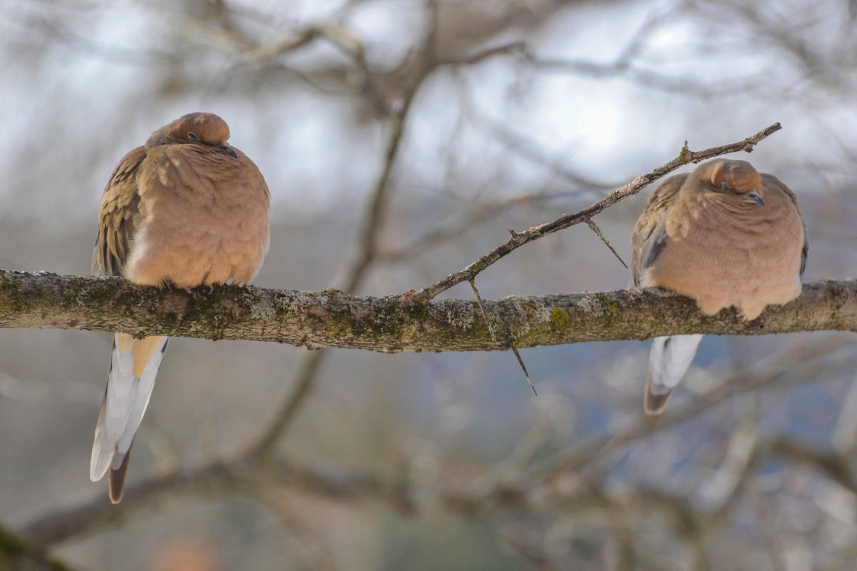 Birding