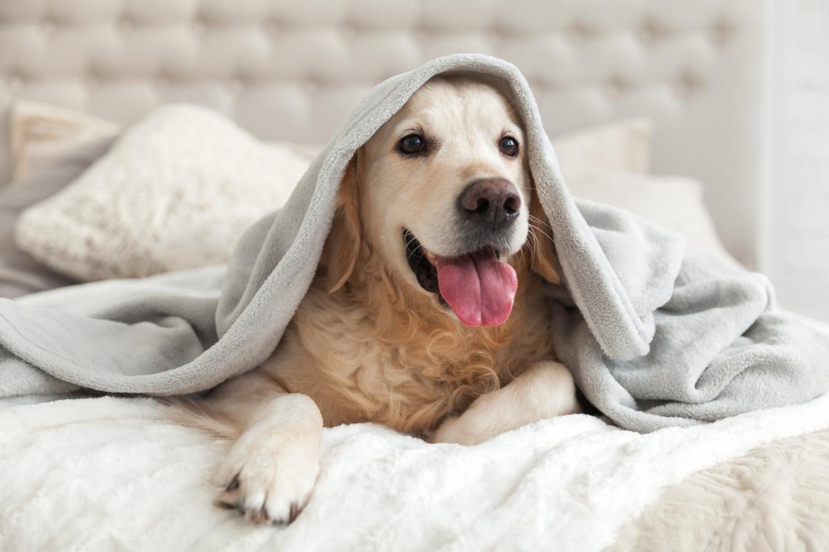 PetFriendly.jpg