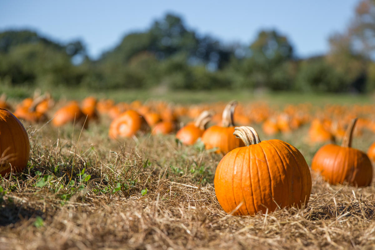 San Diego Pumpkin Patch