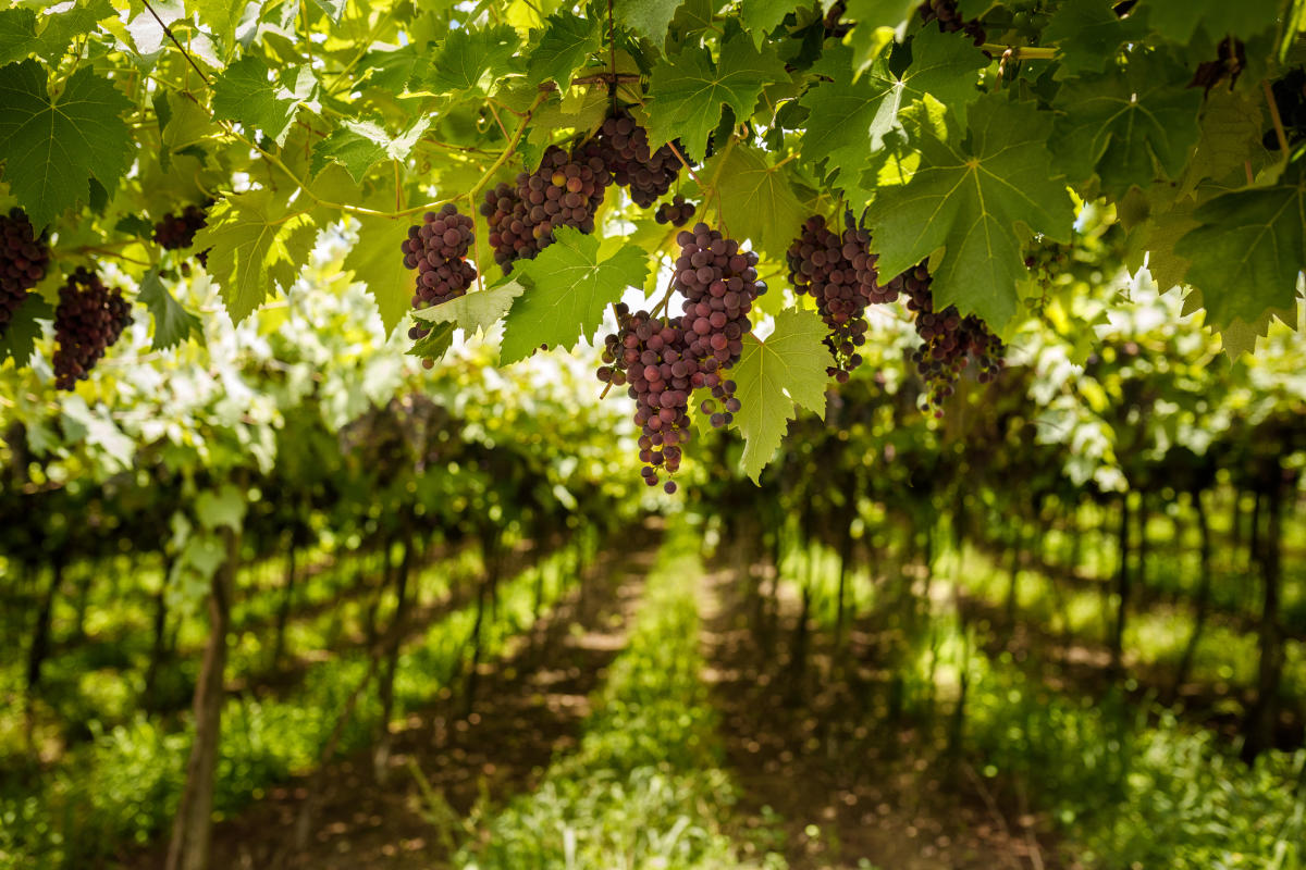 San-Diego-Winery