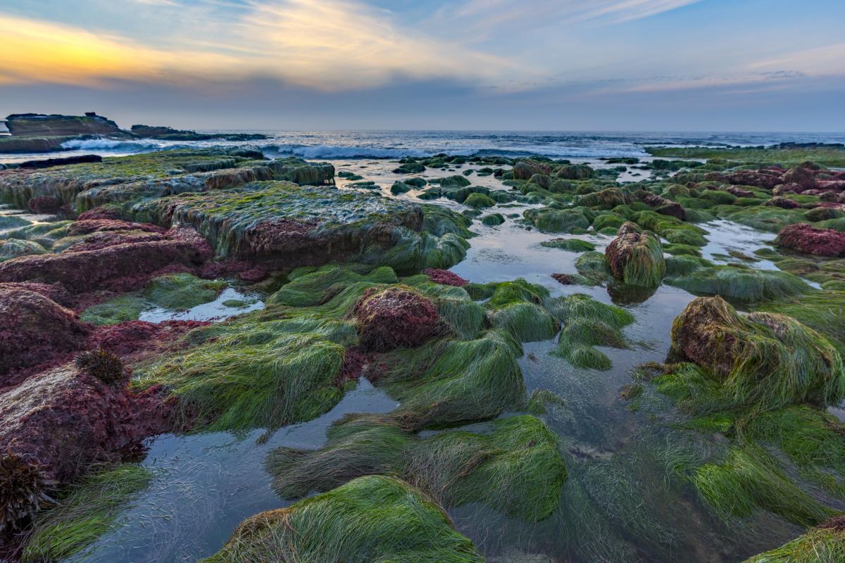 Sunset-Cliffs-Tide-Pools
