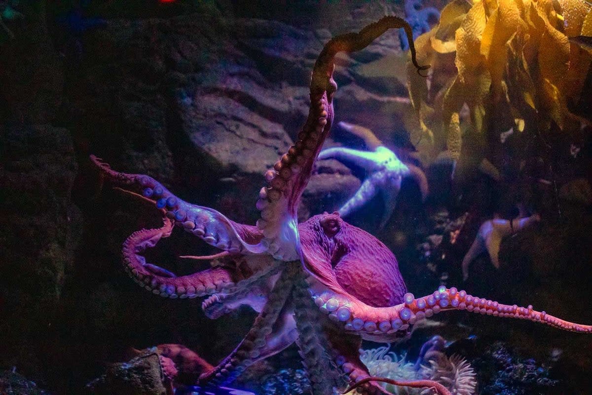 San Diego Birch Aquarium Octopus