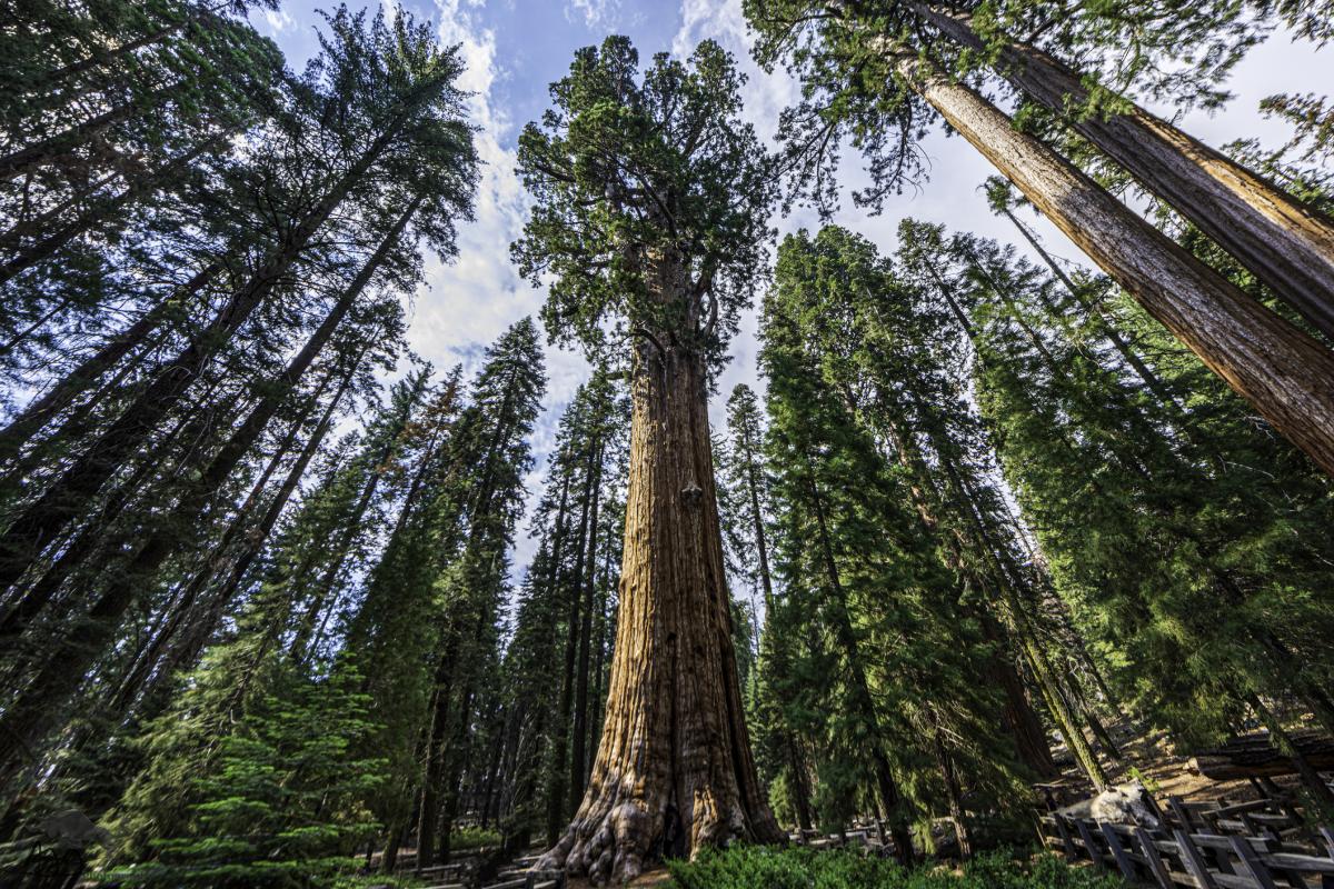 Sequoia National Park