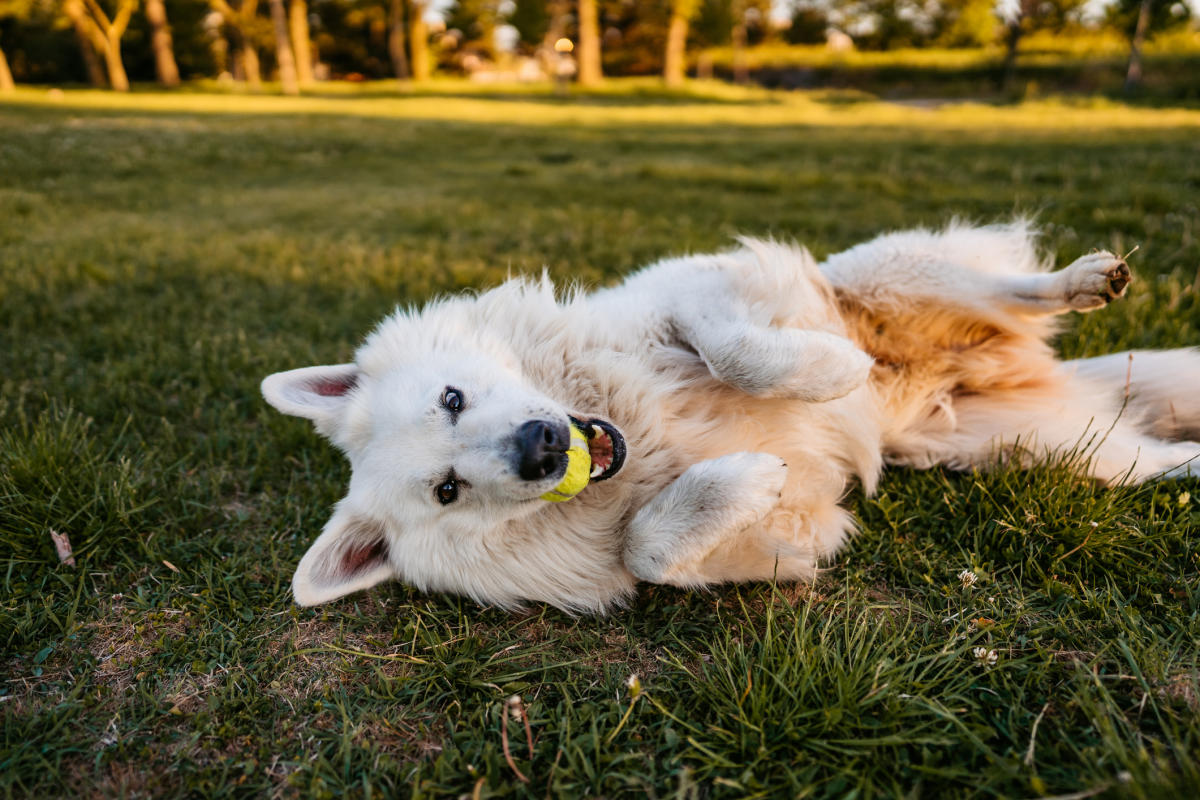 Dog-Park