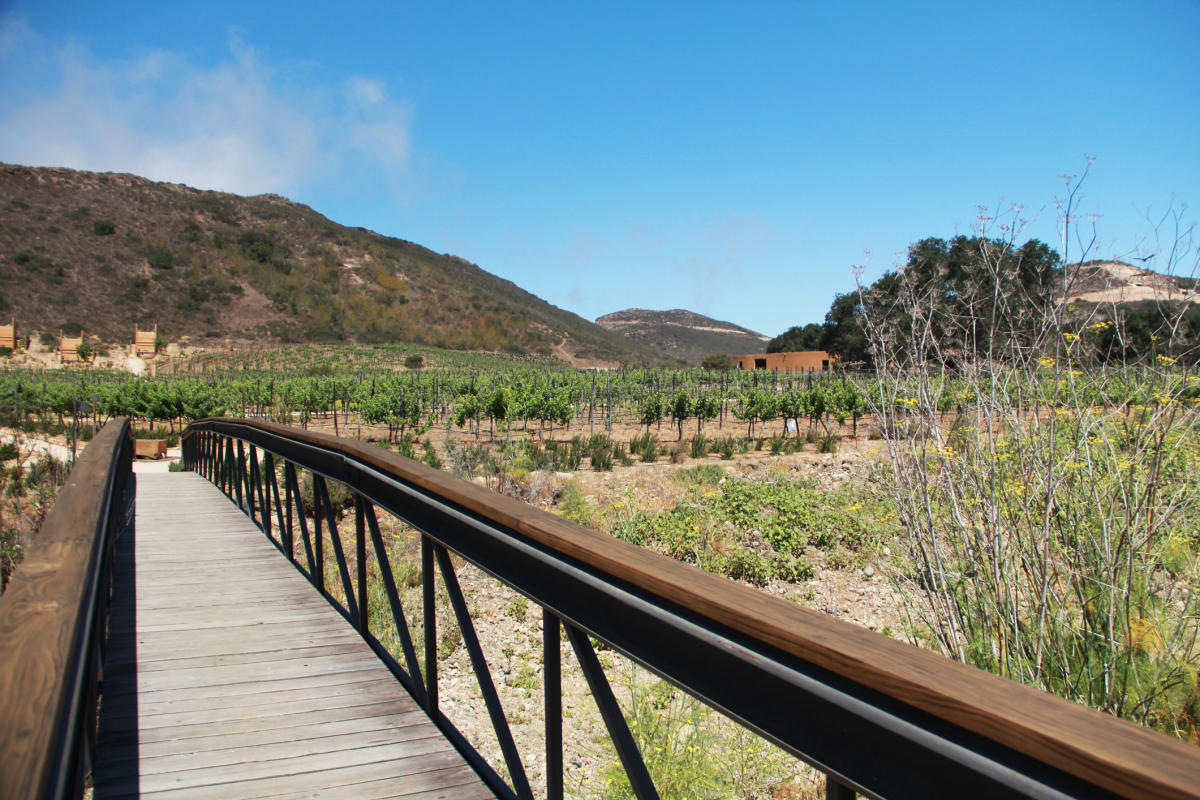 Valle de Guadalupe