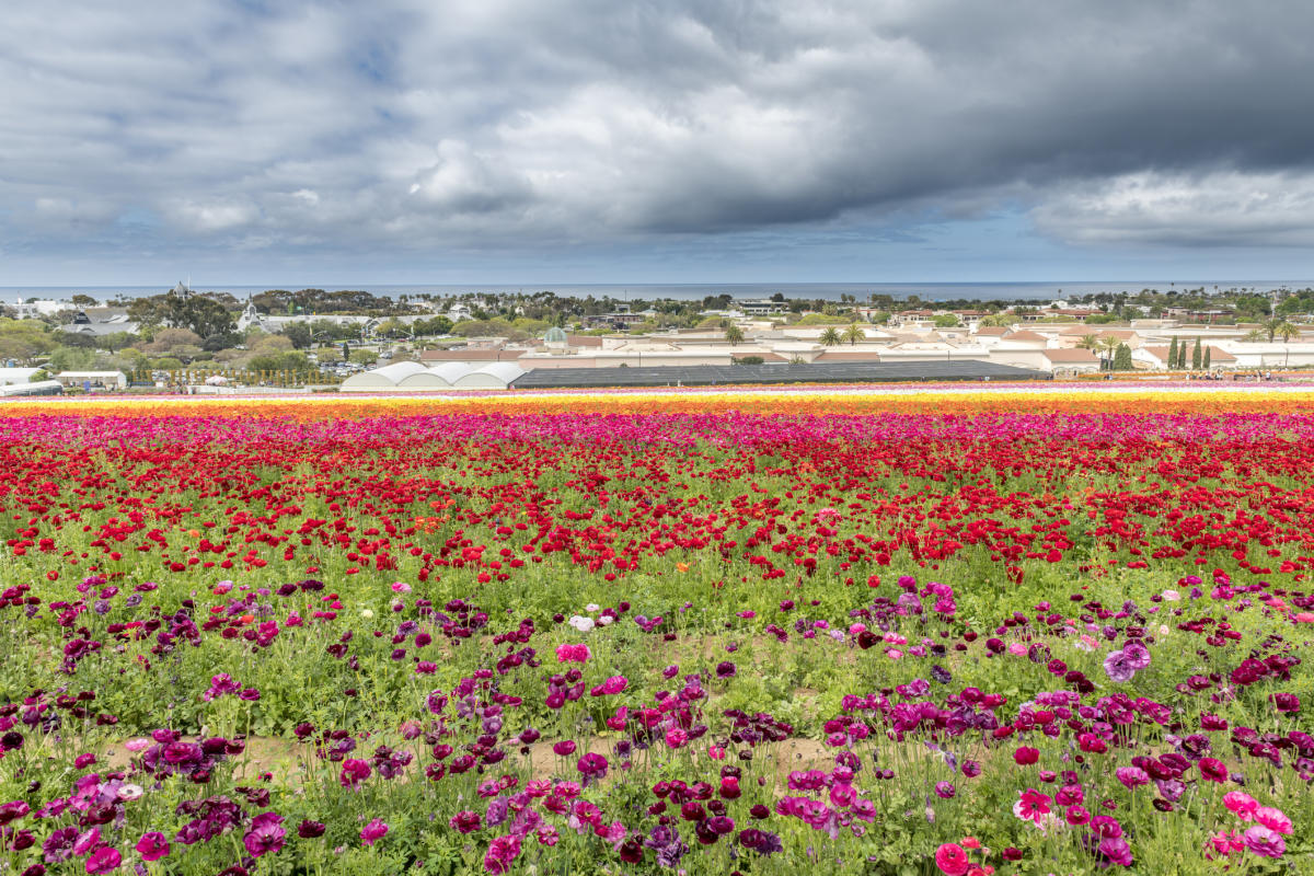 Carlsbad Flower Fields